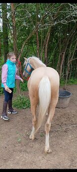 Pony kobylka - 2