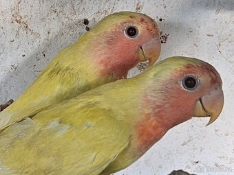 Agapornis růžohrdlý,Holoubek diamantový - 2