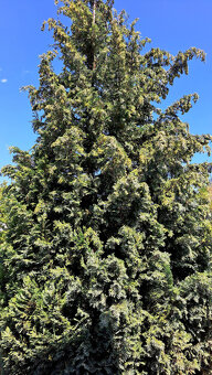 Cypřišek - zdarma za pokácení - 2