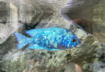 Malawi tlamovci- Placidochromis phenochilus tanzania Lupingu - 2