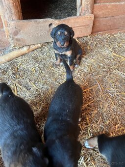Štěňata - 2