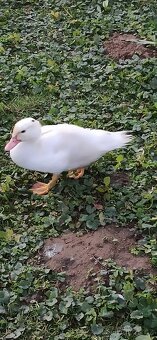 Kachna pižmová bílá kachny i kačeři - 2