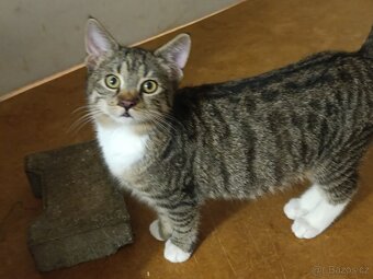 Kočka domácí - 2