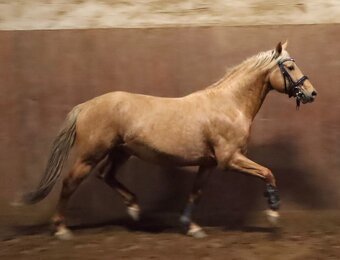 Hřebec / valach welsh part bred - 2