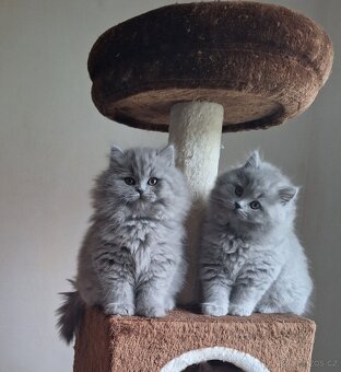 Britský dlhosrstý kocúrik s PP - 2