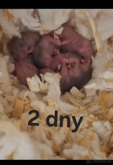 Prodám mláďata křečka džungarského – k odběru od 5. 3. - 2