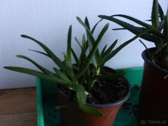Aloe, tchynin jazyk, šplhavnice - 2