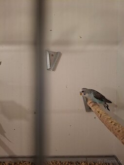 Andulka samec black wings - 2