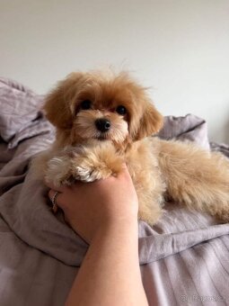Maltipoo - 2
