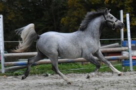 Hřebec Welsh Mountain pony - 2