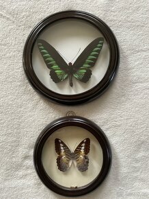 Sbírka motýlů  - 4 ks v kulatém rámečku - 2