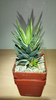haworthia reinwardtii variegated ( sukulent ) - 2