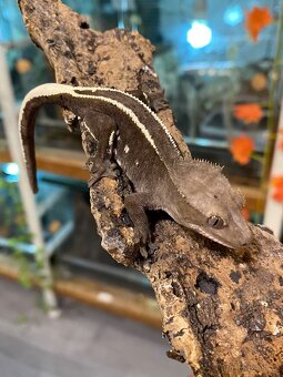 Samec AXANTHIC C. Ciliatus - 2