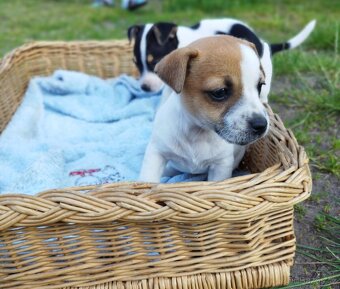 Jack Russell - 2