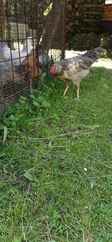 Kohouti 2 kusy - 2