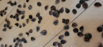 Kojící polštář - pohanka - 2