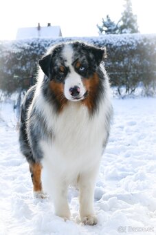 Australský ovčák - 2