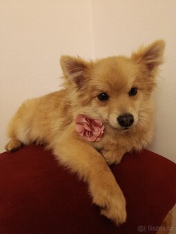 Německý špic trpasličí - 2