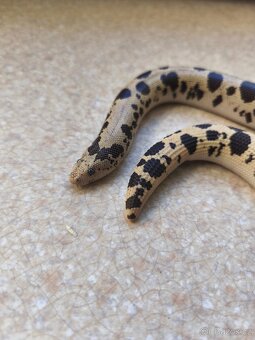 Eryx Colubrinus - Hroznýšek pestrý 0.1 - 2