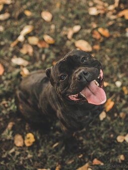 Stafordširský bulteriér STUD DOG - 2