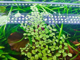 Salvinia natans - 2