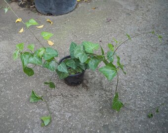 Senecio Macroglossus - 2