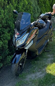 KENTOYA Maximus, Torax - 2