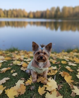 Jorkšírský teriér pes - 2