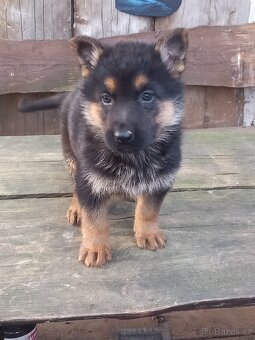 Německý ovčák - 2