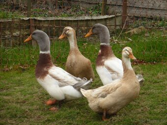 Kachňata Saská - 2