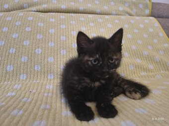 Prodám koťátka - 2