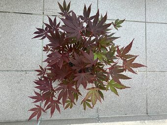 Bonsai, Bonsaj, japonský javor - 2