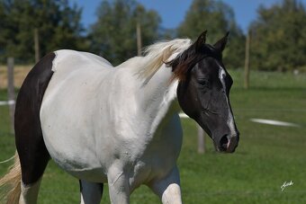 Krásná Paint horse klisna - 2