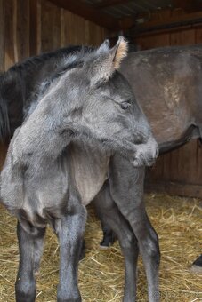 LUXUSNÍ Lusitano hřebeček - 2
