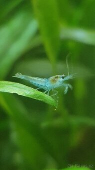 Krevetky - Neocaridina (svetlejsi kusy) - 2