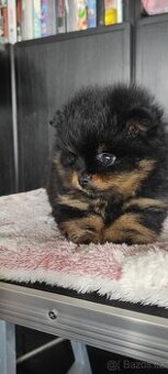 Pomeranian - 2