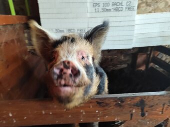 Kune Kune Akce - 2