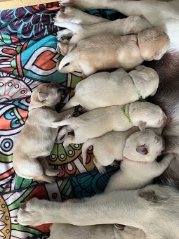 Štěňata labradorského retrívra od FCI GRAND CHAMPION - 2