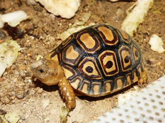 Želva pardálí (Stigmochelys pardalis) - 2