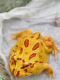 Rohatka Cranwellova (Ceratophrys cranwelli) - 2