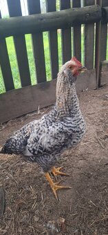 Nabízím letošní kohouty - 2