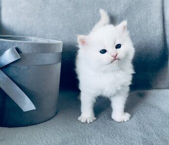 Sibiřská kočka - Něvská maškaráda s PP - 2