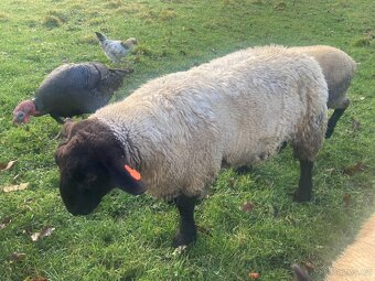 plemený beran Suffolk - 2