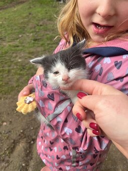 DARUJI koťátka - 2