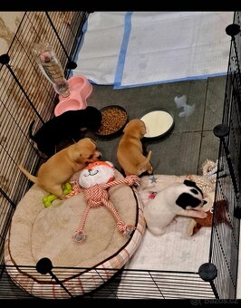 Prodám krásná štěňátka čivavy bez PP – 7 týdnů - 2