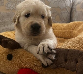 Zlatý retrívr štěňata bez PP - 2