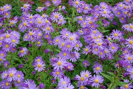 Podzimní astry, různé barvy, výška až 120, trvalka - 2