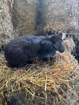 Prodej mladých i chovných králiků - 2