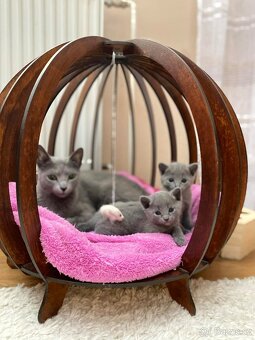 Ruská koťátka - 2