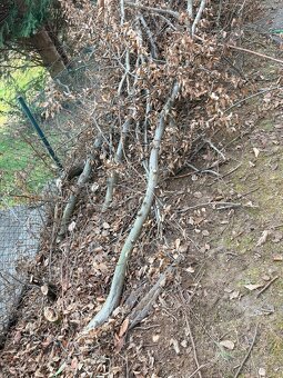 daruji za odvoz pokaceny bukovy plot - 2